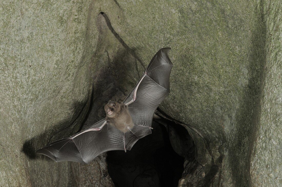 Cantor's Roundleaf bat in Flight