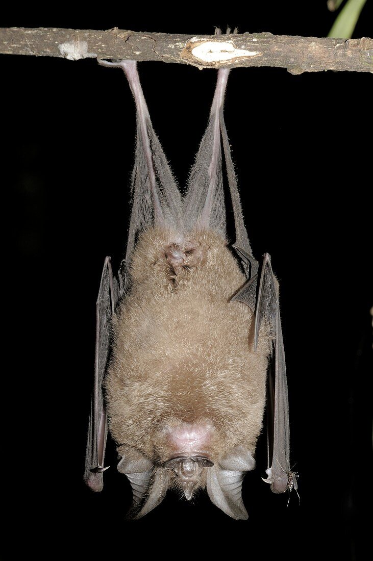 Creagh's Horseshoe bat
