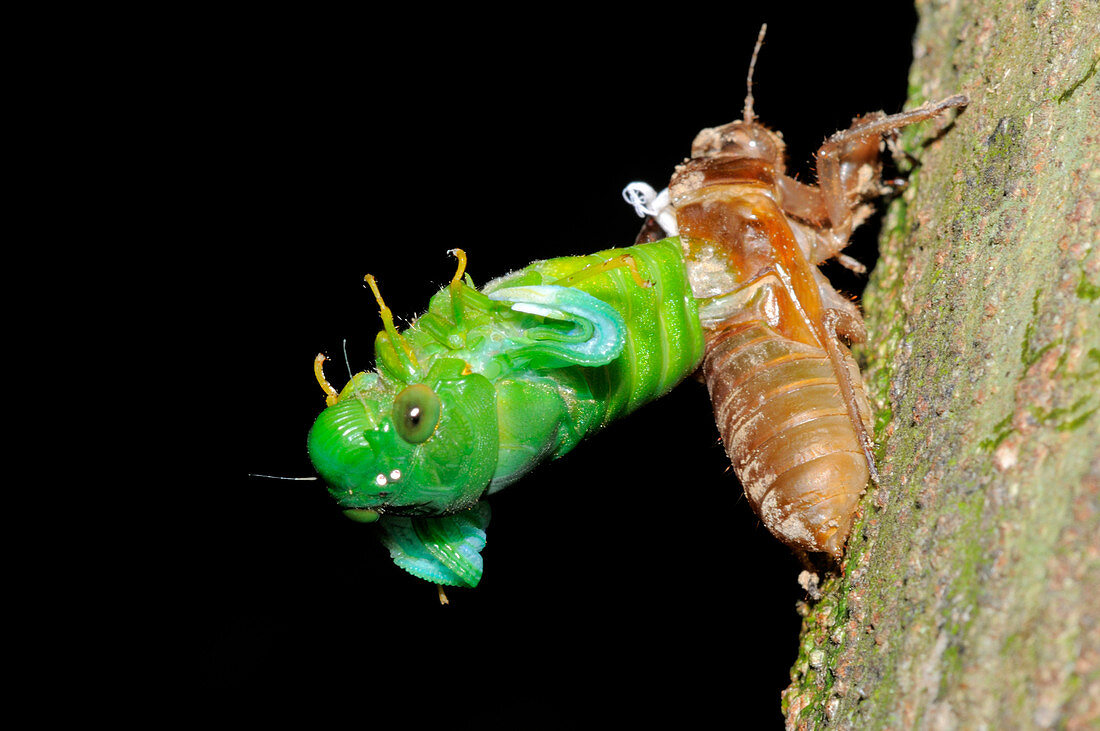 Jade-green cicada emerging, Malaysia