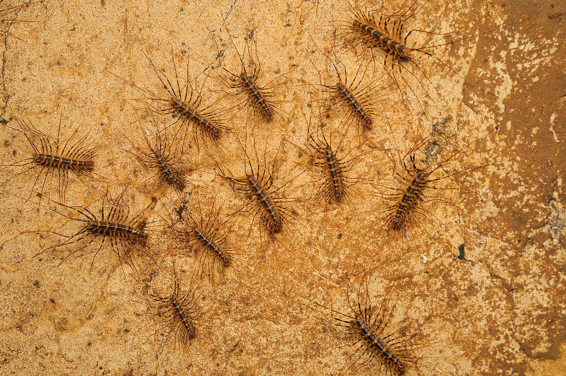 Cave centipede, Malaysia