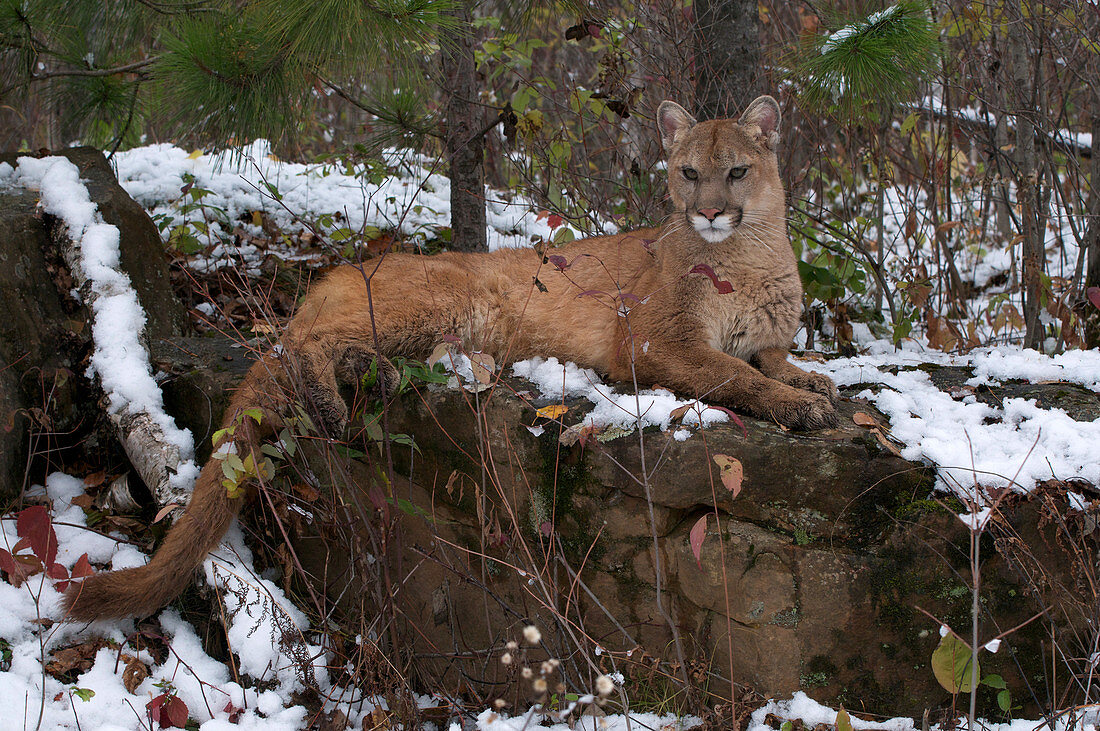 Mountain Lion in Winter
