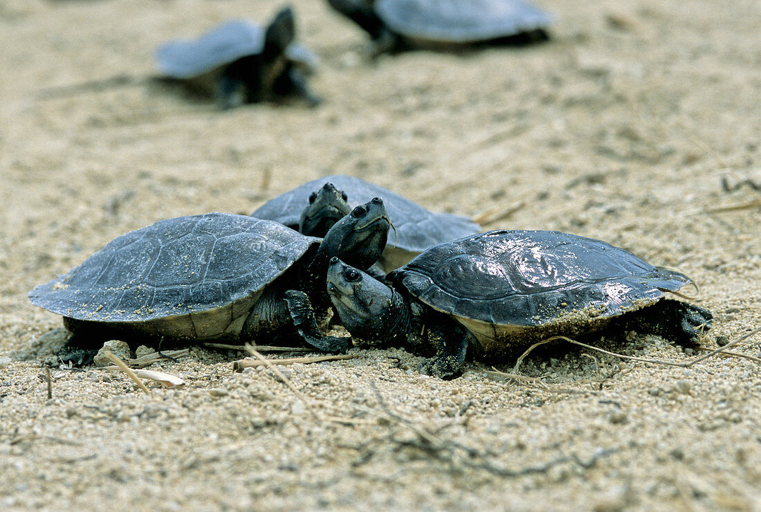 Juvenile Southern River Terrapin