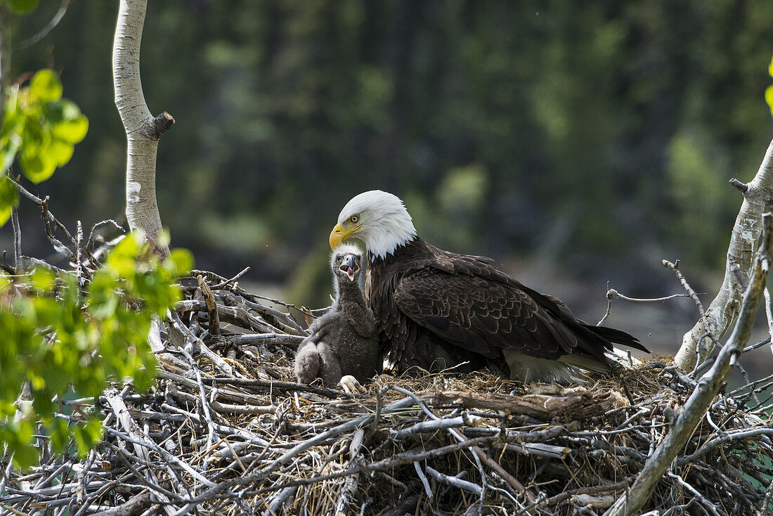 Bald Eagle Nesting