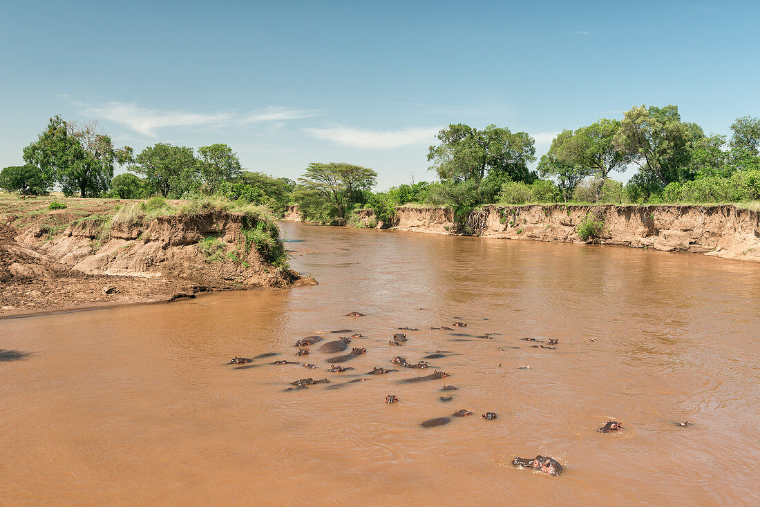Pod of Submerged Hippos, Kenya