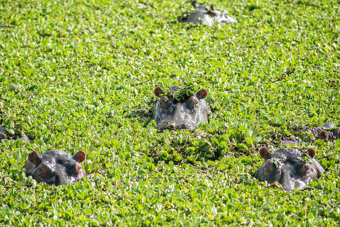 Hippos Swimming in a Sea of Green, Kenya