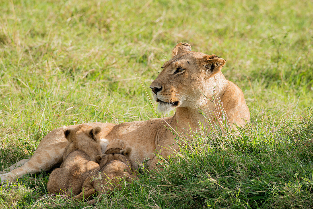 Lioness Nursing Cubs, Kenya