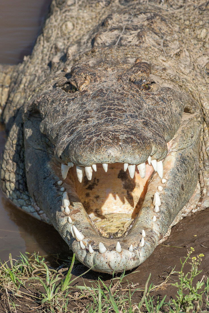 Crocodile with Opened Mouth