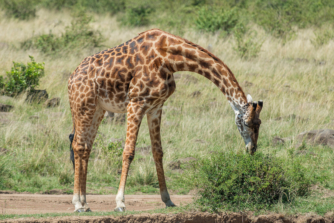 Giraffe Grazing, Maasai Mara, Kenya