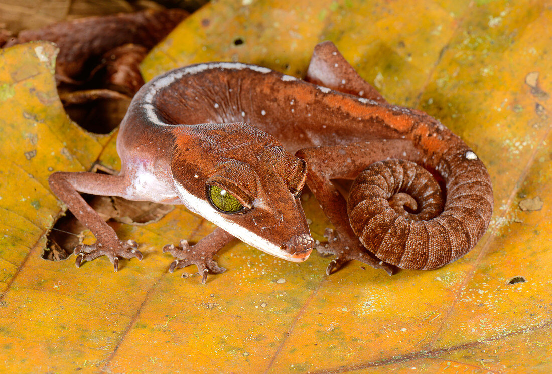 Cat gecko, Aeluroscalabotes felinus