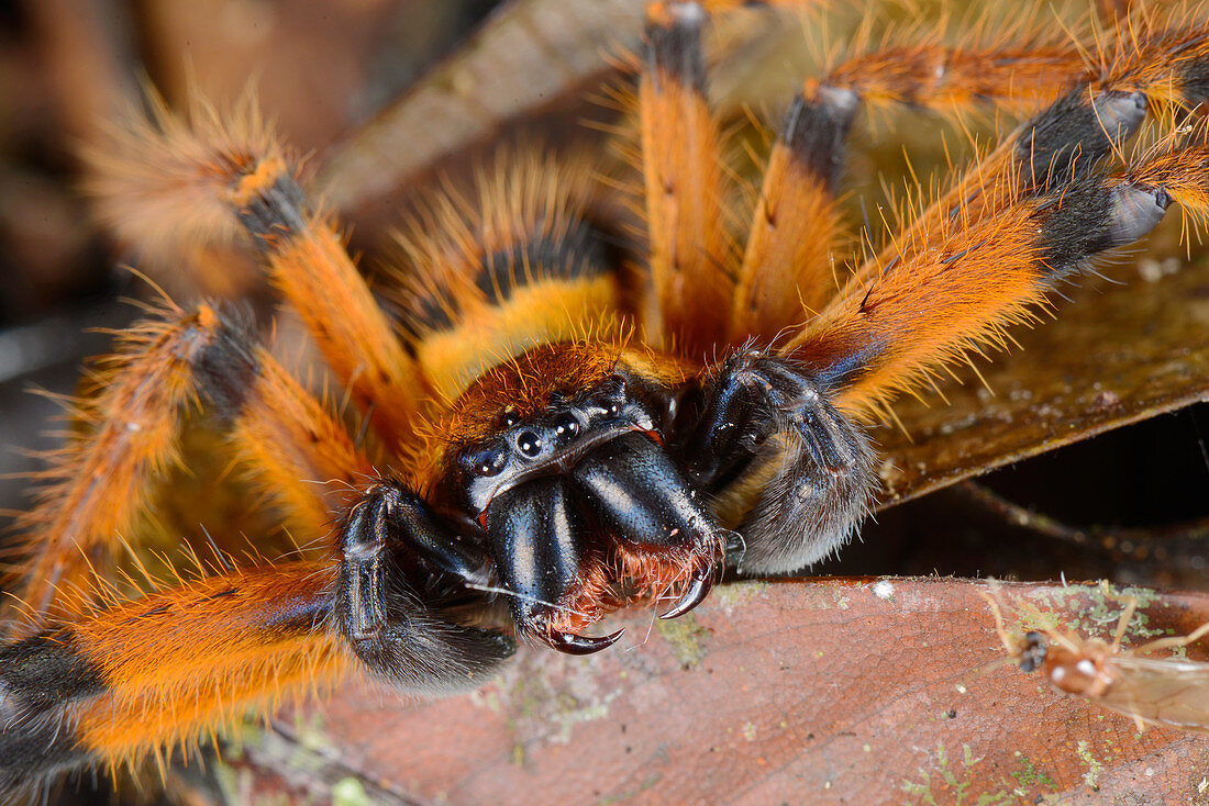 Huntsman spider