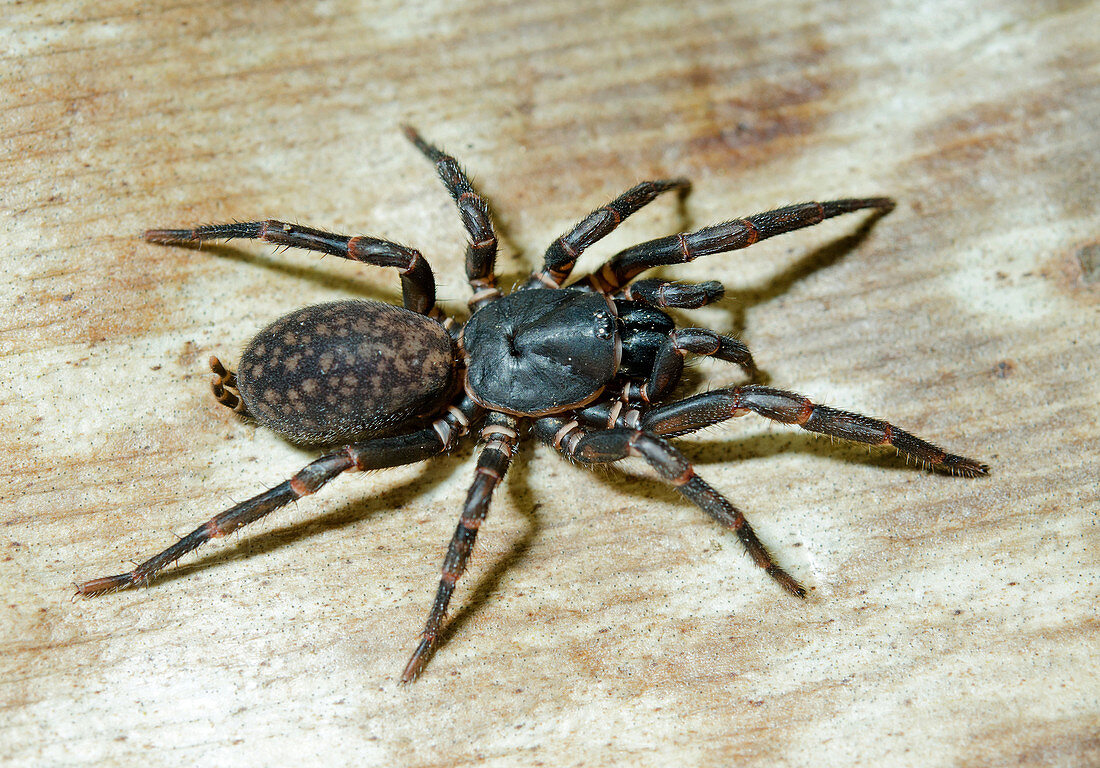 Queensland Funnel-web Spider