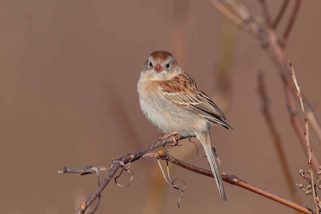 Field Sparrow