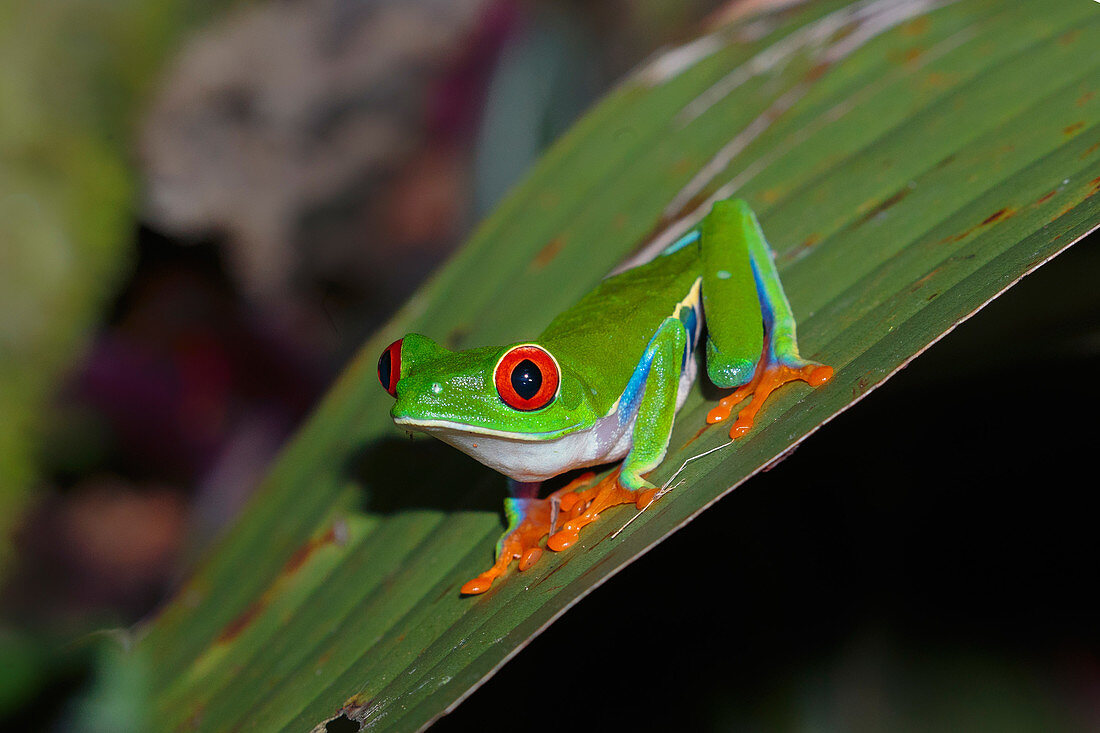 Red Eyed Tree Frog on it's nocturnal hunt