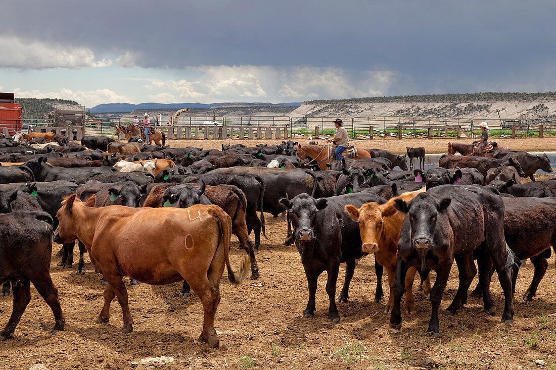 Cattle Stockyard, Utah