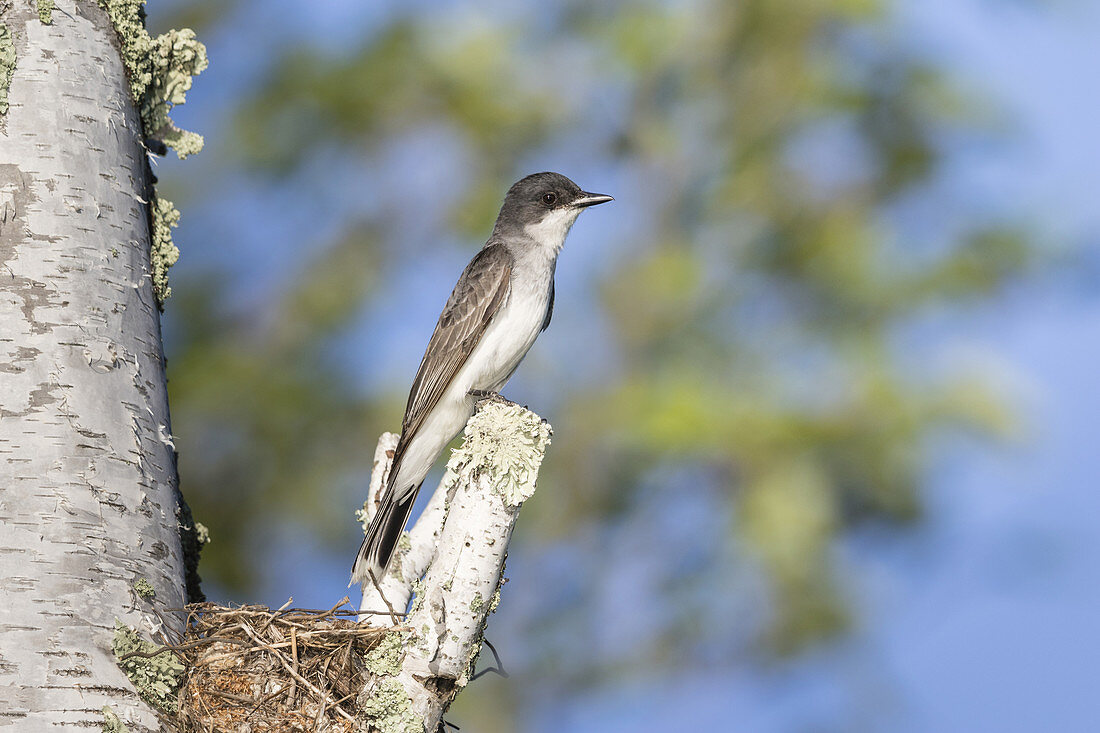 Eastern Kingbird at Nest Site