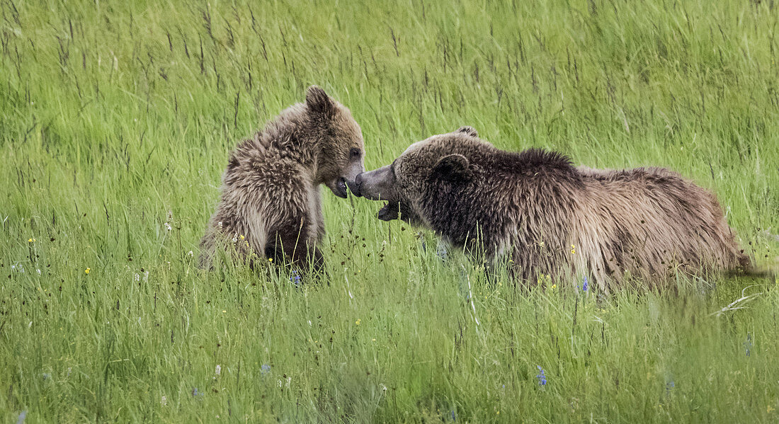 Grizzly Bear Sow and Cub