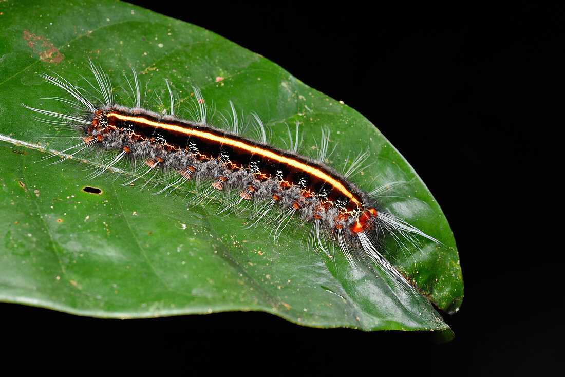 Amazon hairy caterpillar