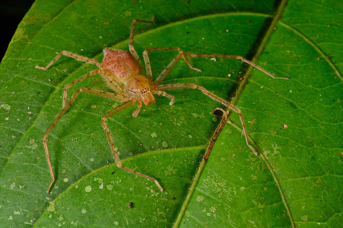 Amazon huntsman spider