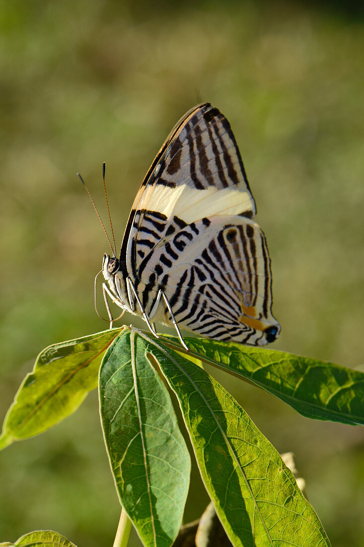 Amazon striped butterfly