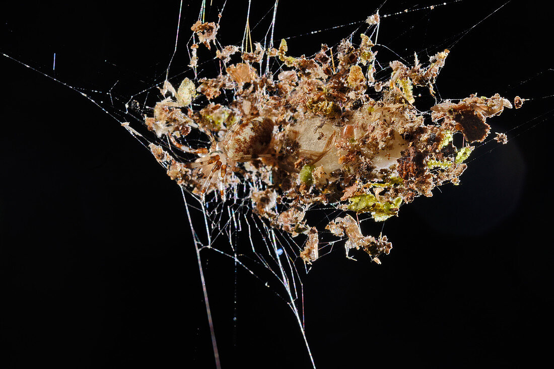 Web debris spider
