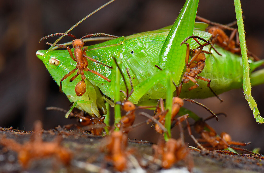 Army ants attacking katydid
