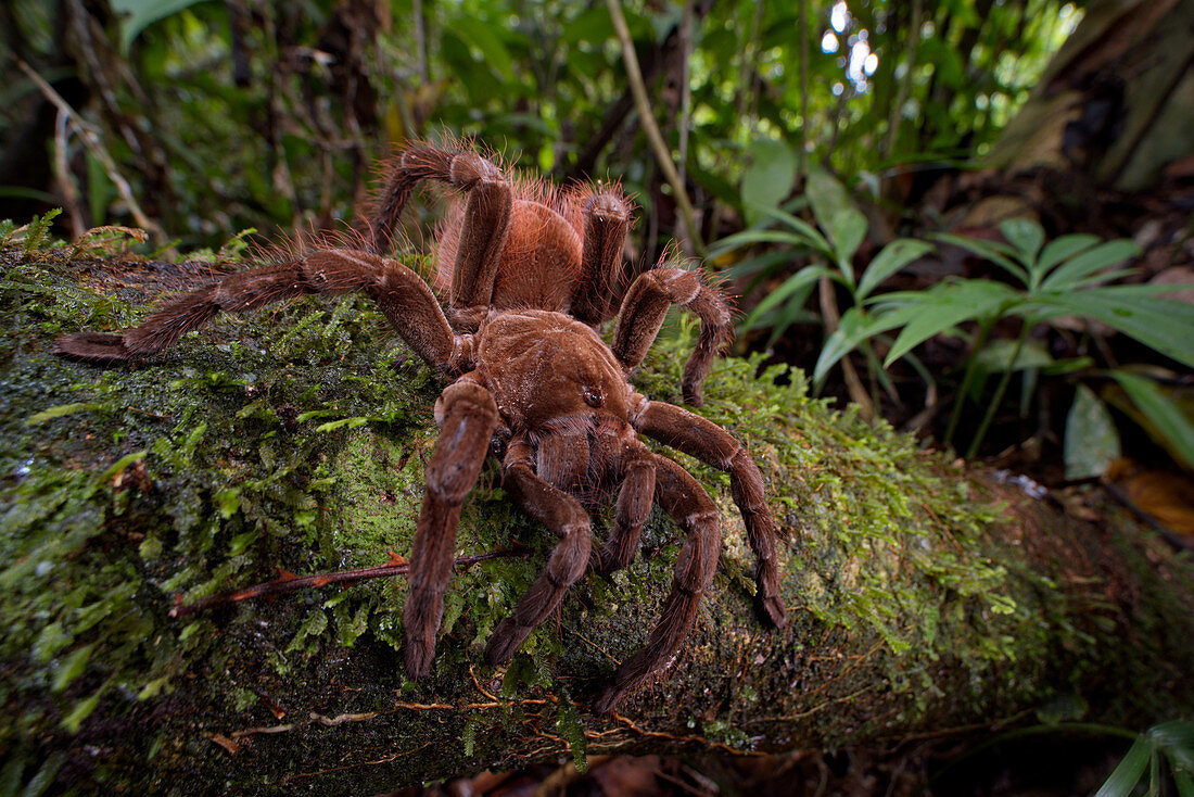 Brown Velvet Tarantula