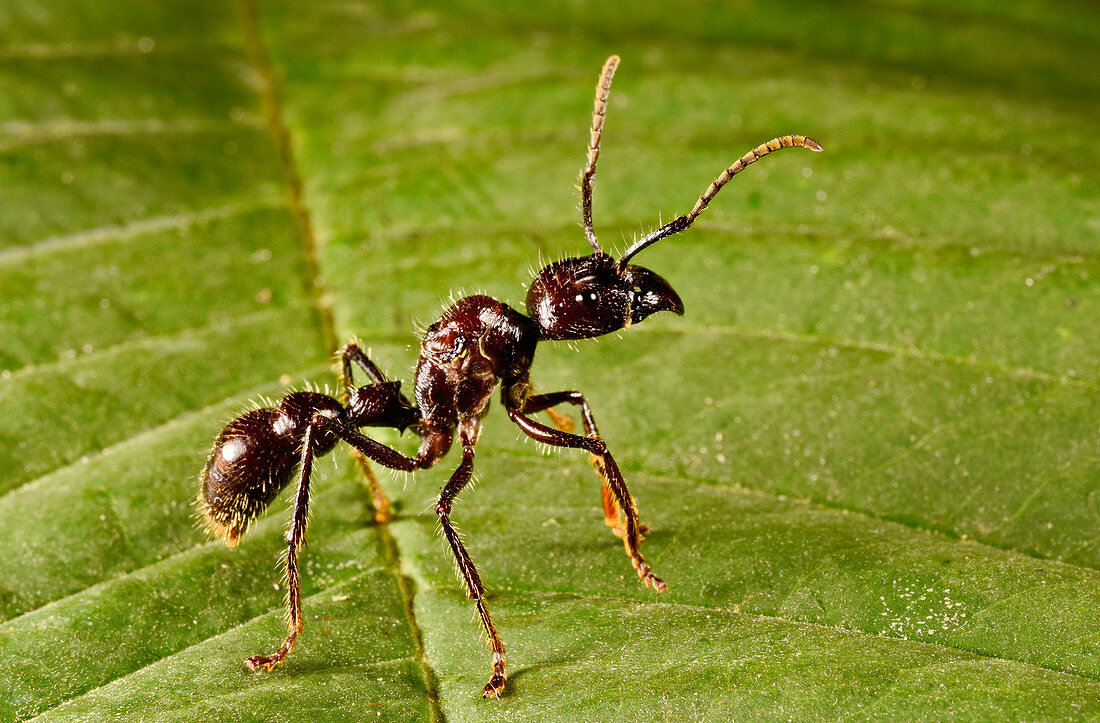 Bullet ant queen