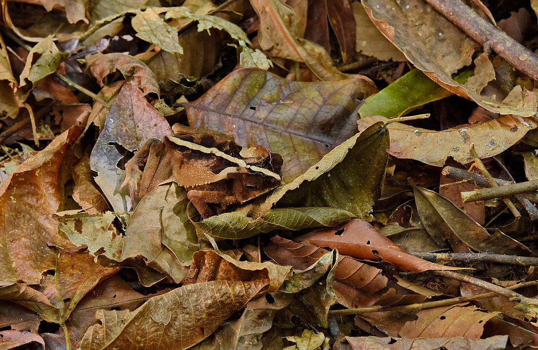 South america leaf toad