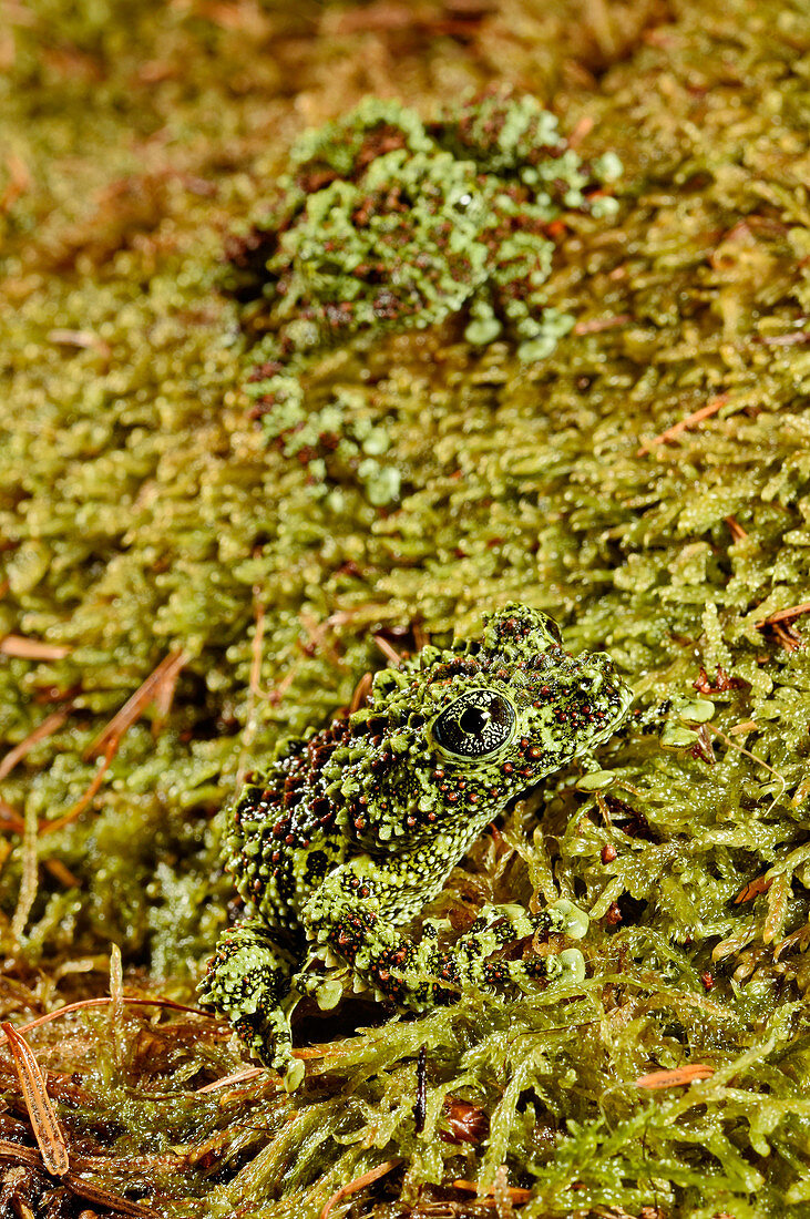 Vietnamese Mossy frog
