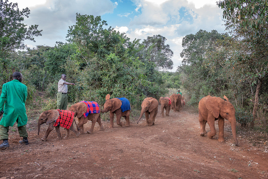 Elephant Parade, Nairobi, Kenya