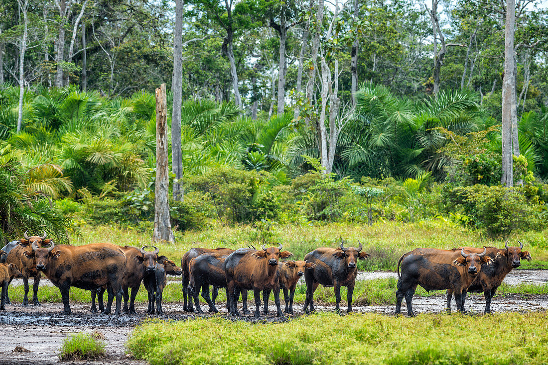 Curious Forest Buffalo, Odzala, Congo