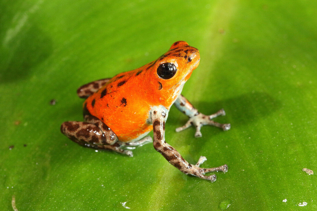 Poison Dart Frog (Oophaga pumilio)