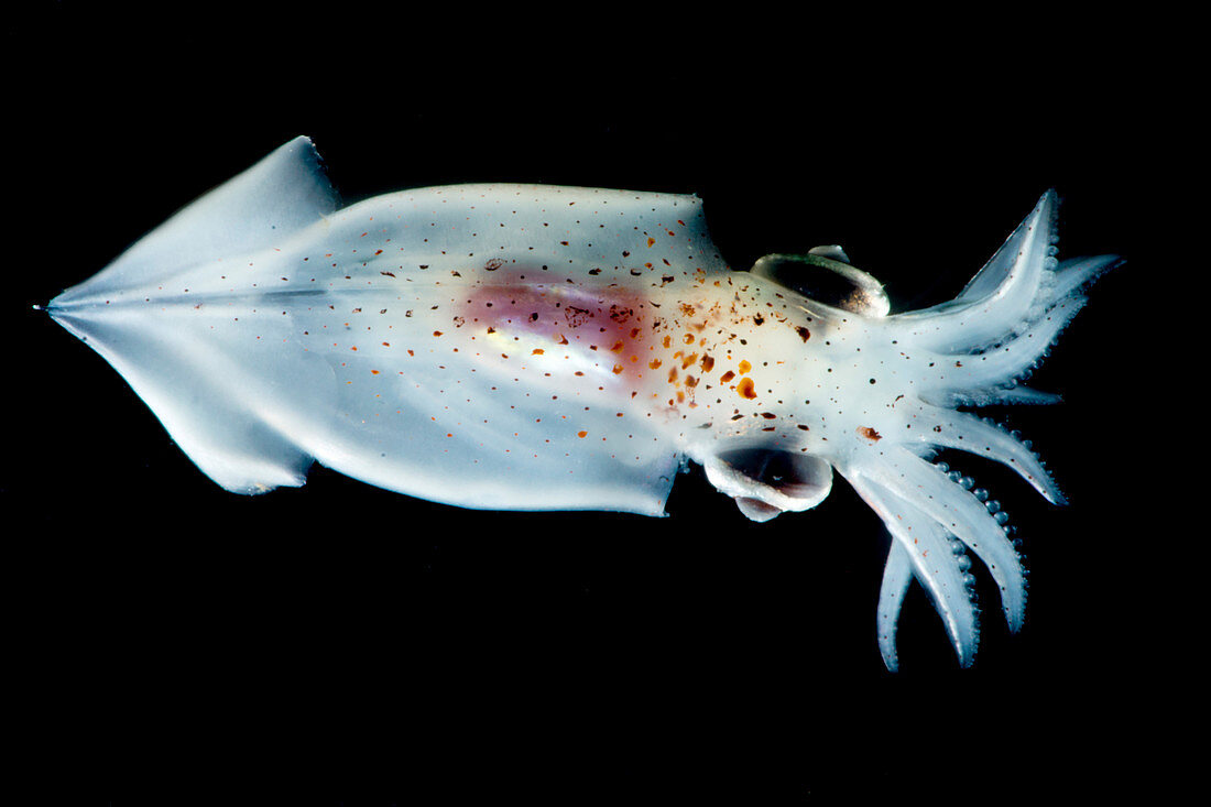Enope Squid (Abralia redfieldi)