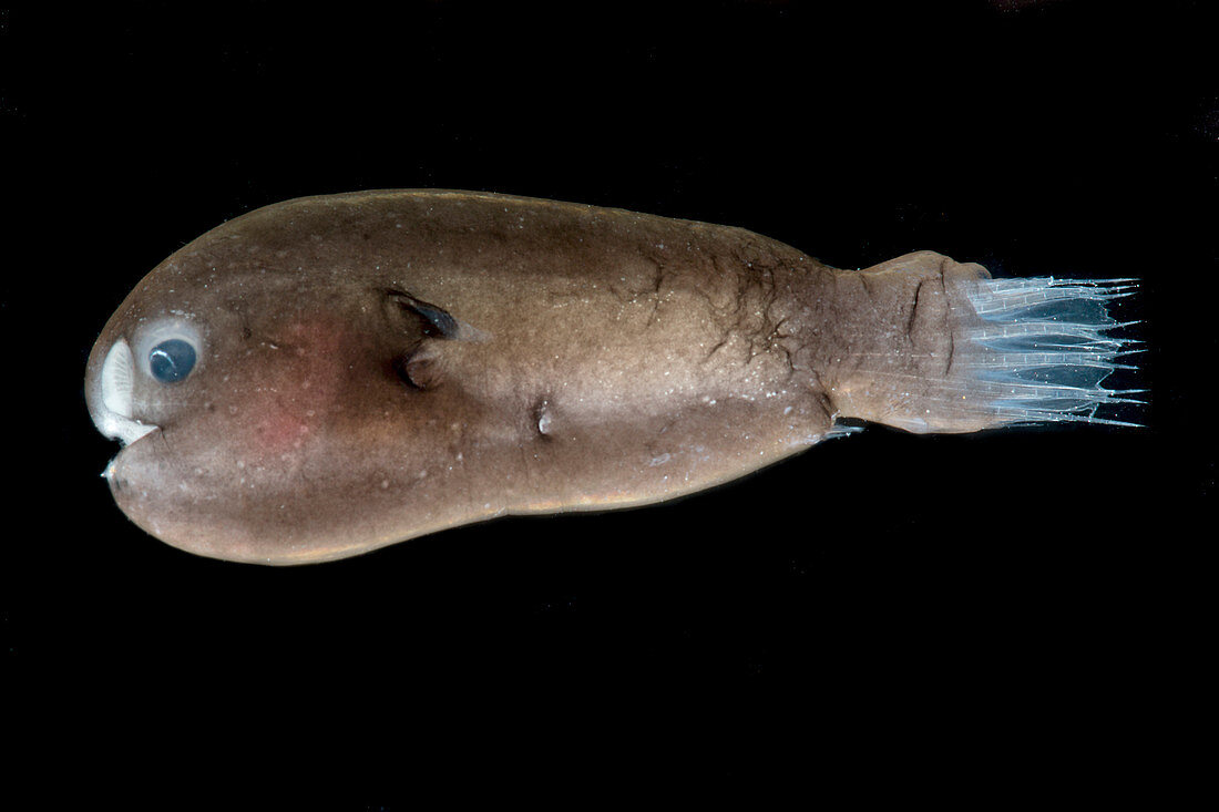 Male Anglerfish, Linophrynidae