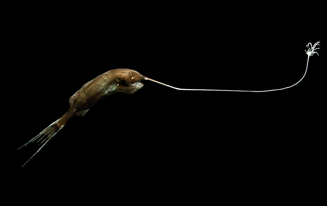 Whipnose Anglerfish (Gigantactis gargantuai)
