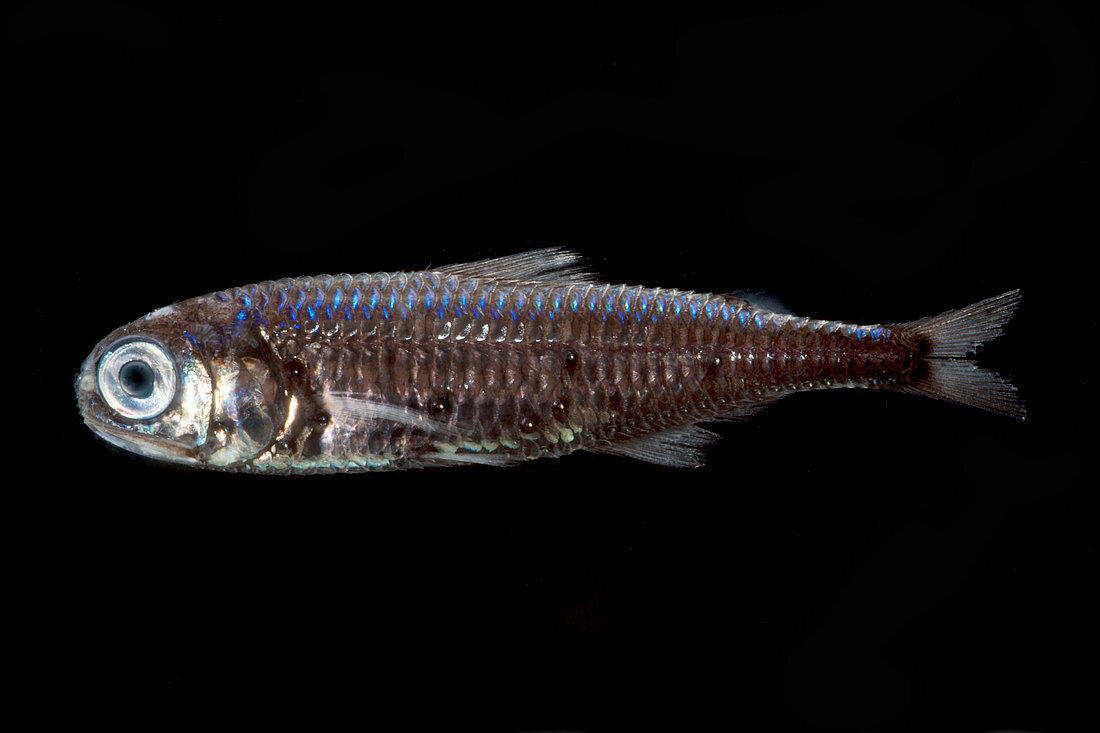 Lanternfish (Myctophum asperum)