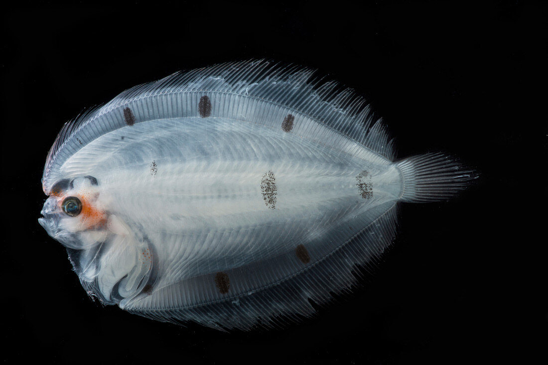 Larval Left Eye Flounder (Bothus sp.)