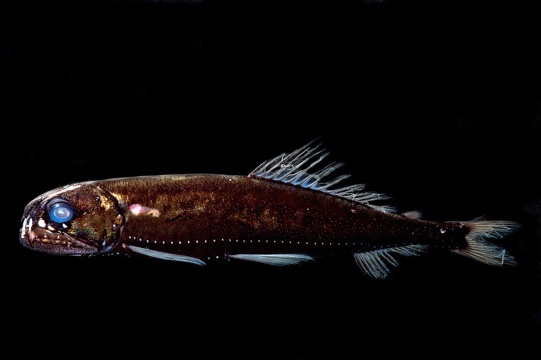 Dragonfish (Astronesthes oligoa)