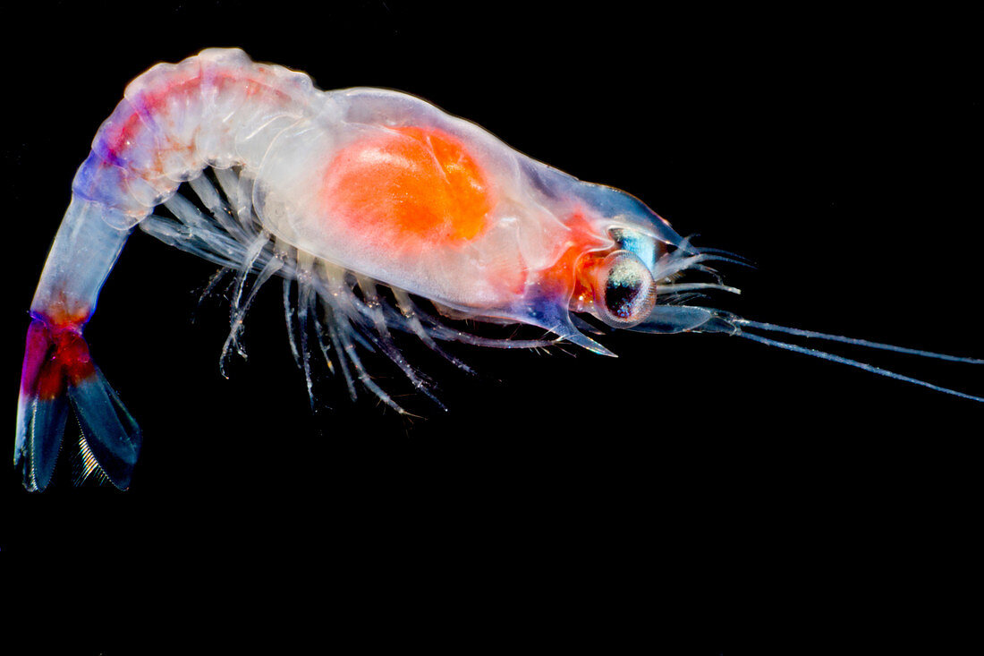 Shrimp Larva (possibly Aristeidae sp.)