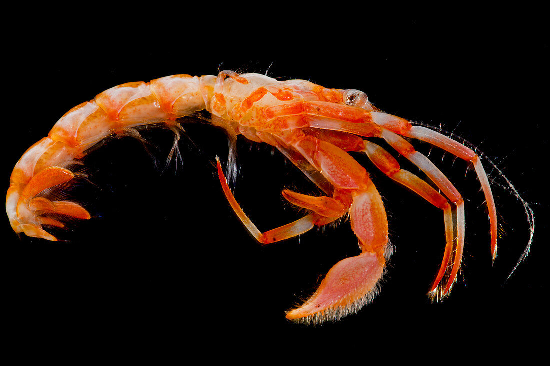 Hermit Crab (Paguroidea sp.)