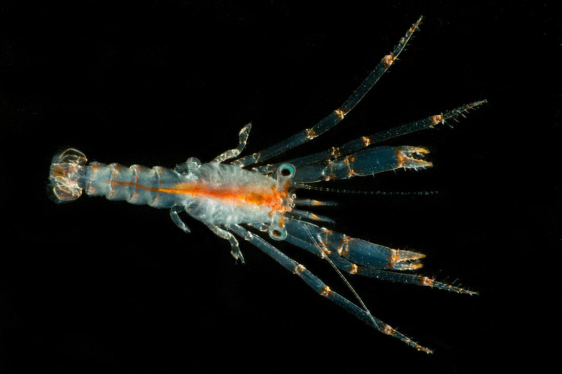 Larval Crustacean