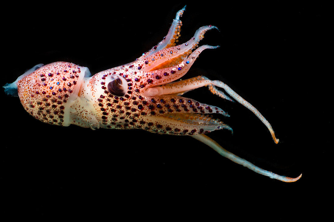 Cock-eyed Squid (Histoteuthis corona)