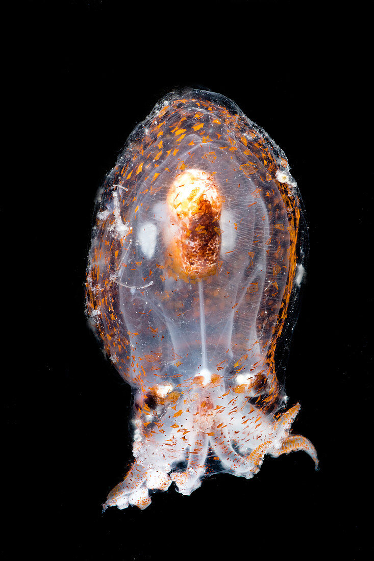Small mesopelagic octopus (Bolitaena pygmaea)