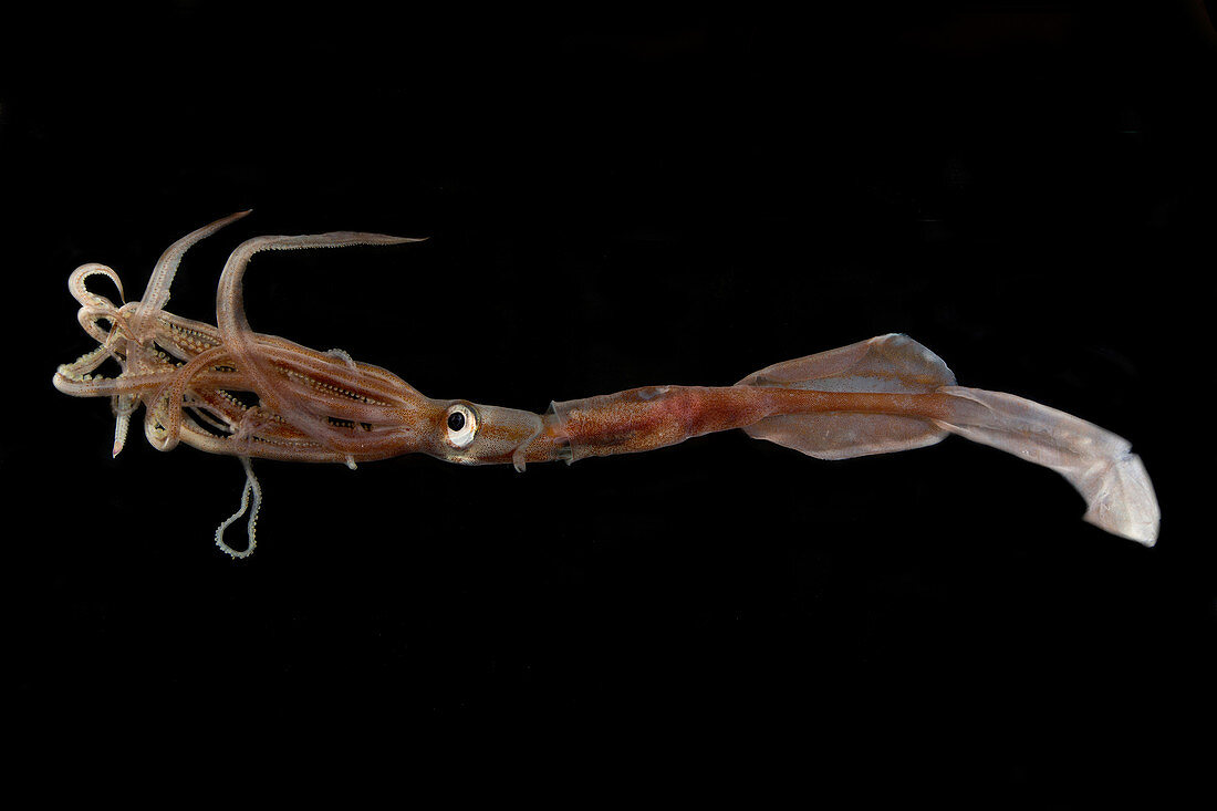 Oceanic squid (Asperoteuthis acanthoderma)