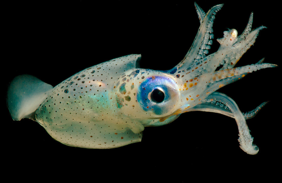 Oceanic squid (Walvisteuthis jeremiahi)
