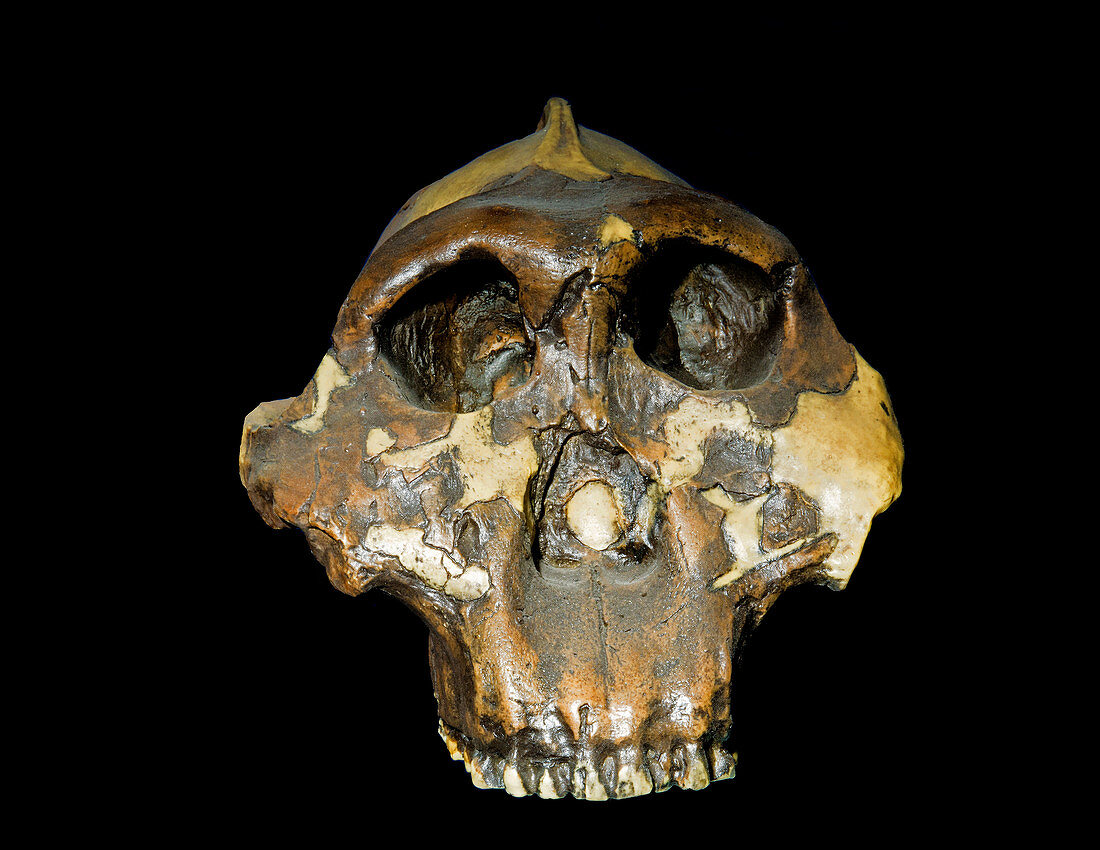 Australopithecus boisei skull
