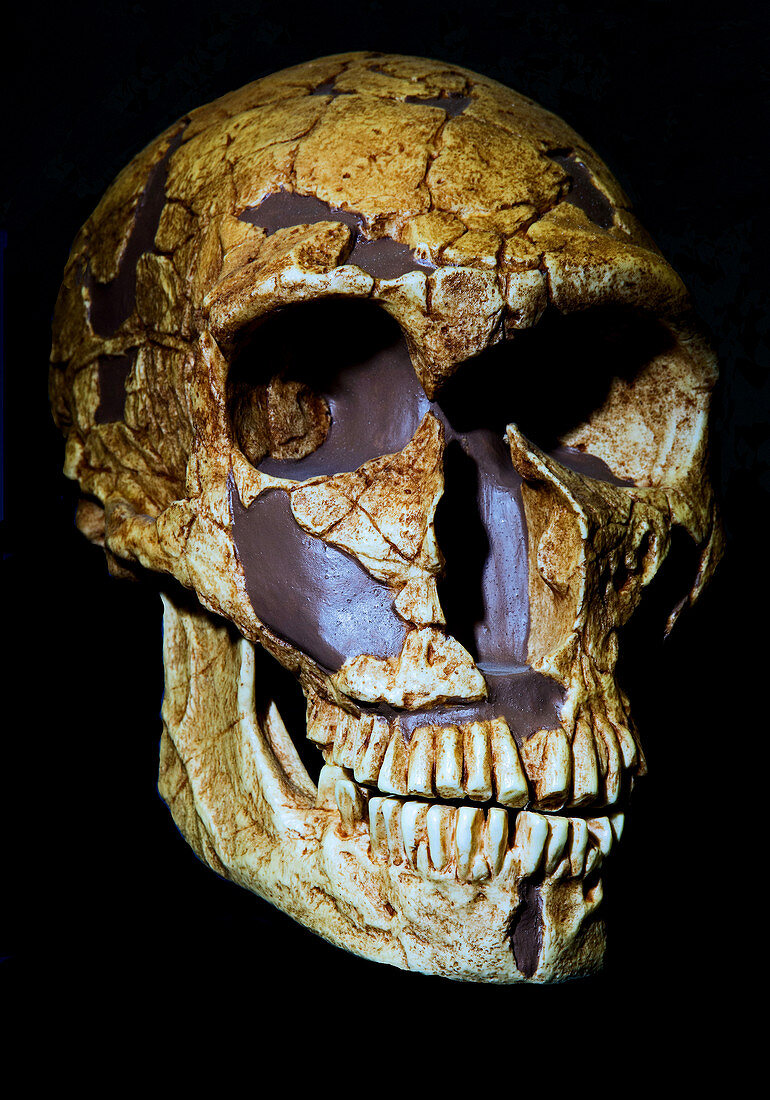 Homo neanderthalensis skull