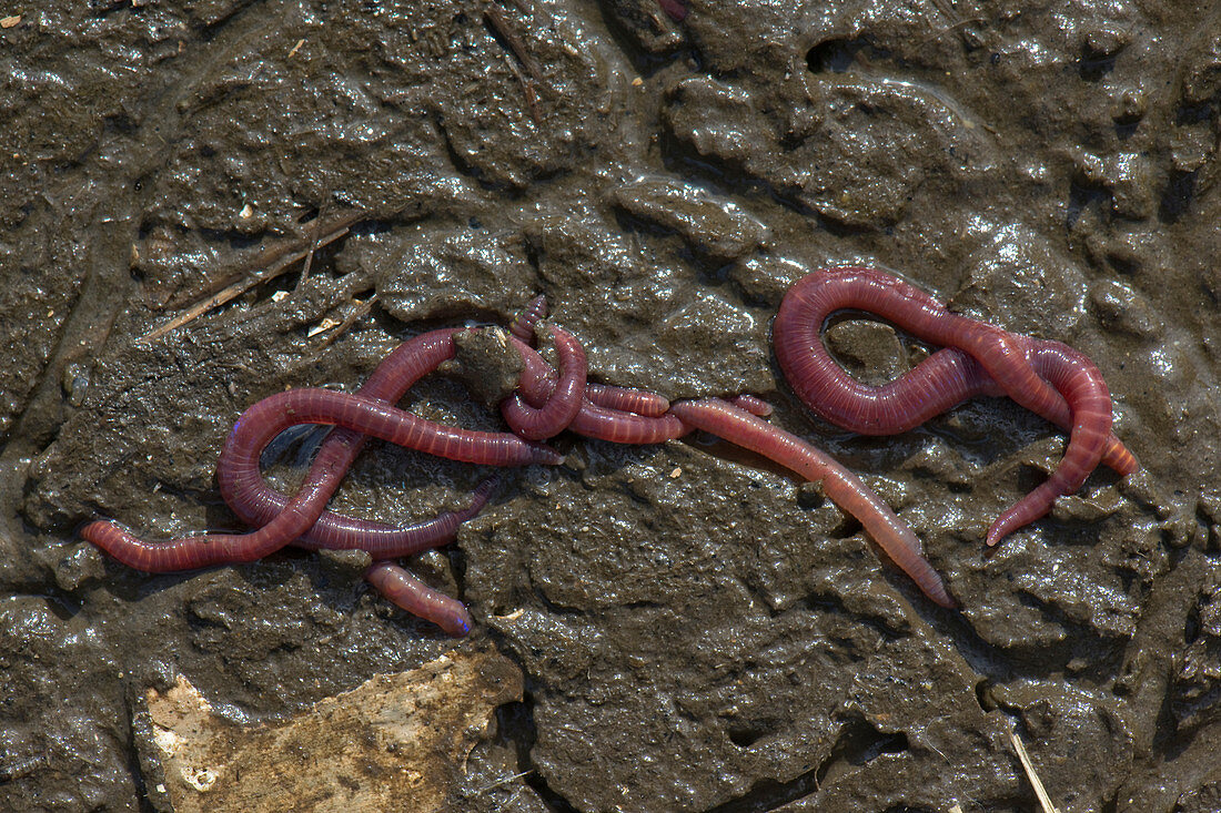 Eisenia fetida or redworms