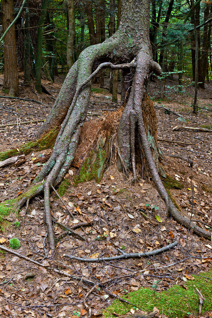 Stilted red spruce