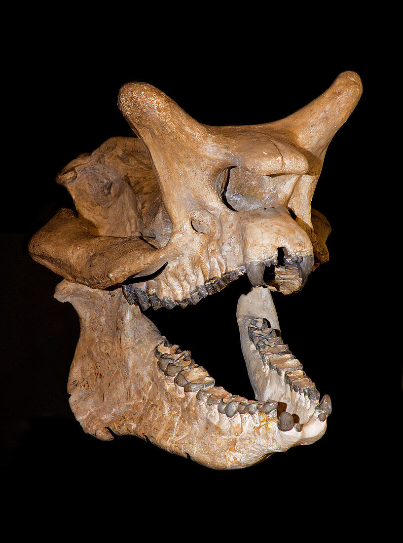 Brontops skull